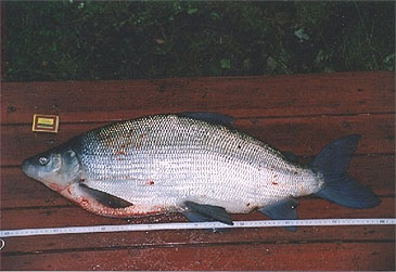 Record photograph for Coregonus maraena